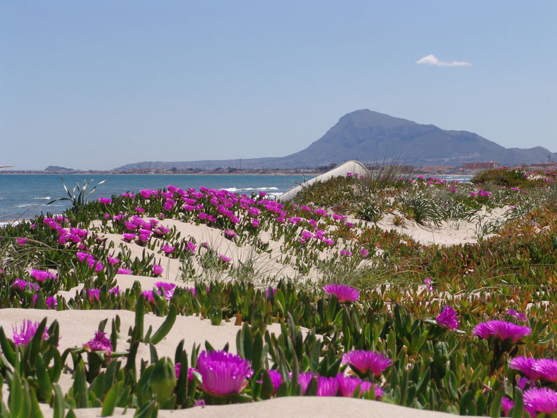 Цветущие барханы на побережье Средиземного моря в Испании